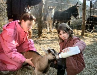 participation à la traite des chèvres, les ânes et le poulailler